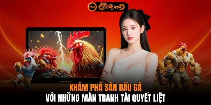 Khám phá sàn đấu gà với những màn tranh tài quyết liệt